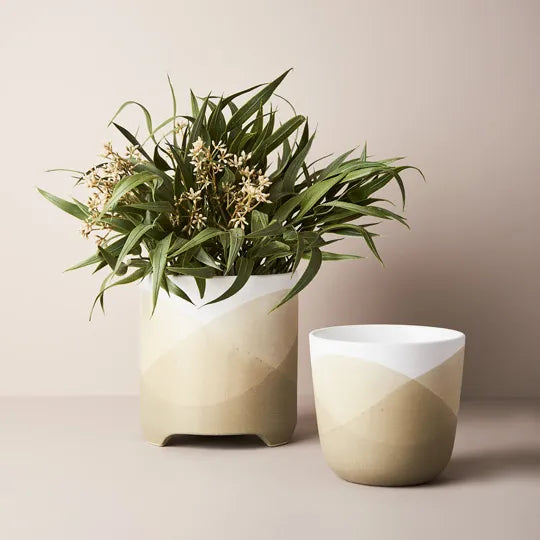 Eucalyptus Seed Bush in Pot