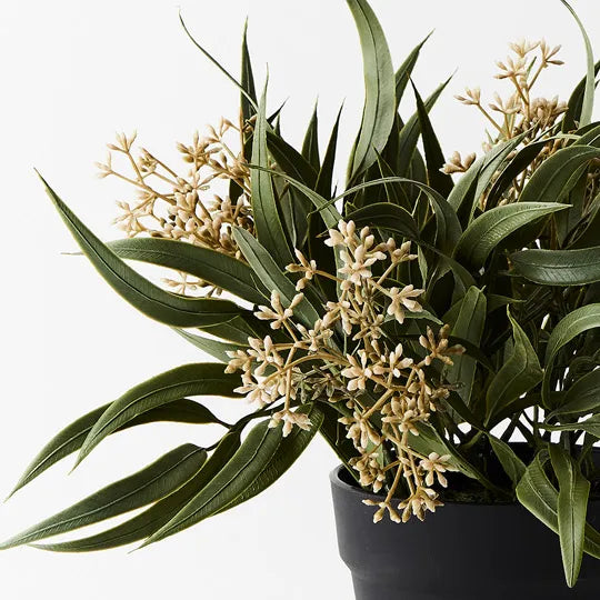 Eucalyptus Seed Bush in Pot