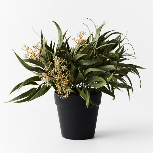 Eucalyptus Seed Bush in Pot